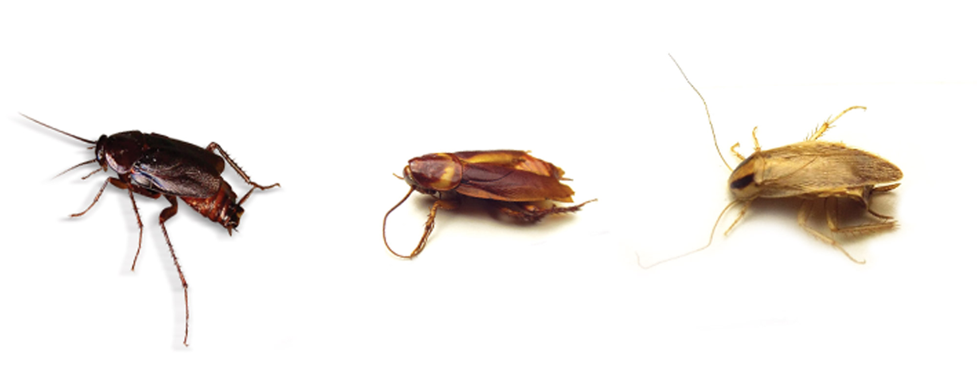 Fascinating facts about cockroaches Barrettine Environmental Health